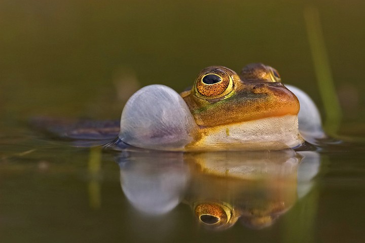 Teichfrosch Rana esculenta